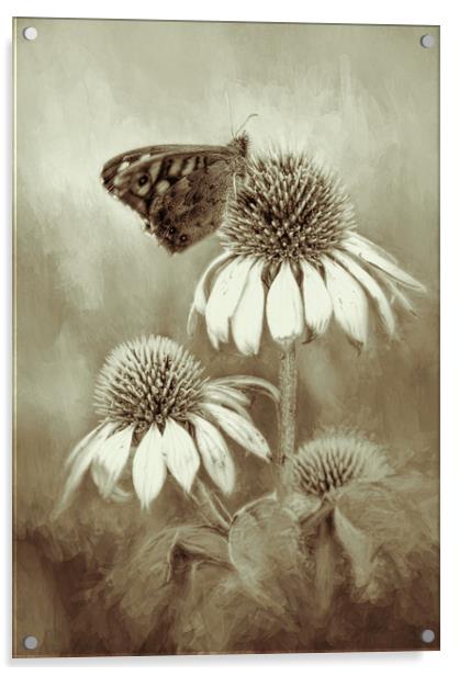 Butterfly on Echinacea in Sepia Acrylic by Chantal Cooper