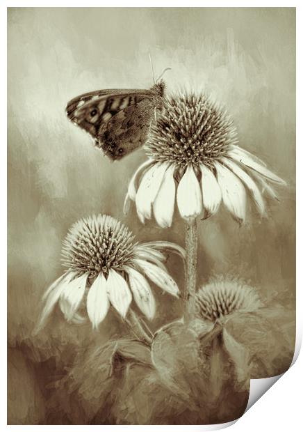 Butterfly on Echinacea in Sepia Print by Chantal Cooper