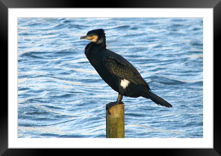 Cormorant Framed Mounted Print by paulette hurley