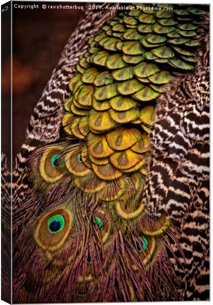 Peacock Tail Feathers Canvas Print by rawshutterbug 