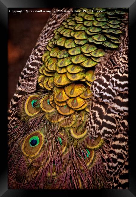 Peacock Tail Feathers Framed Print by rawshutterbug 