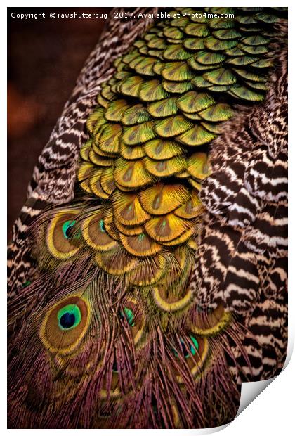Peacock Tail Feathers Print by rawshutterbug 