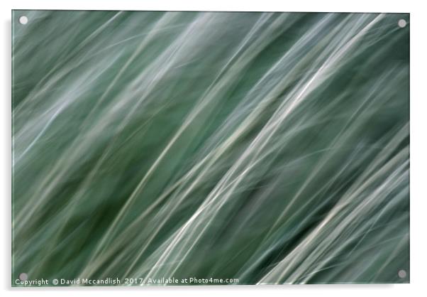 New Zealand Flax             Acrylic by David Mccandlish