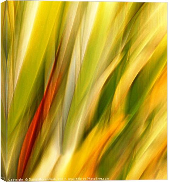 Flax Leaves in Motion Canvas Print by David Mccandlish