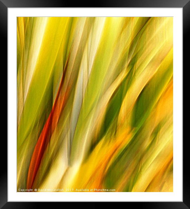 Flax Leaves in Motion Framed Mounted Print by David Mccandlish