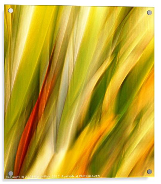 Flax Leaves in Motion Acrylic by David Mccandlish