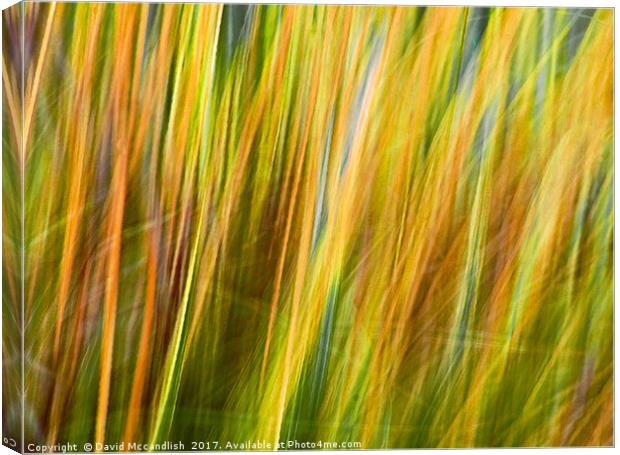 Flax Leaves in the Wind             Canvas Print by David Mccandlish