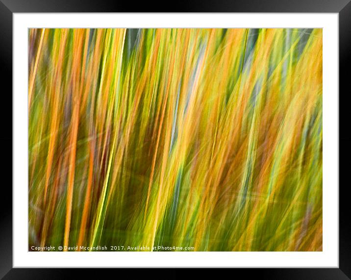 Flax Leaves in the Wind             Framed Mounted Print by David Mccandlish