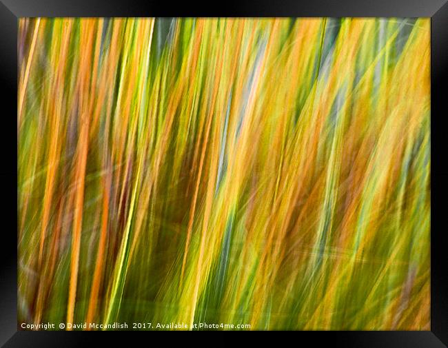 Flax Leaves in the Wind             Framed Print by David Mccandlish