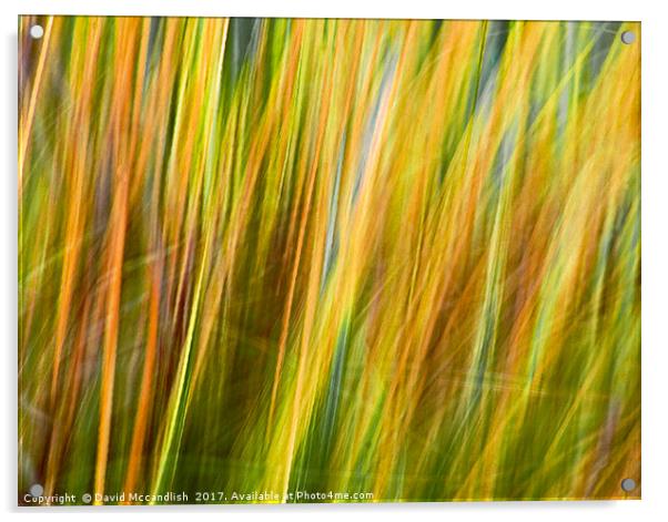 Flax Leaves in the Wind             Acrylic by David Mccandlish