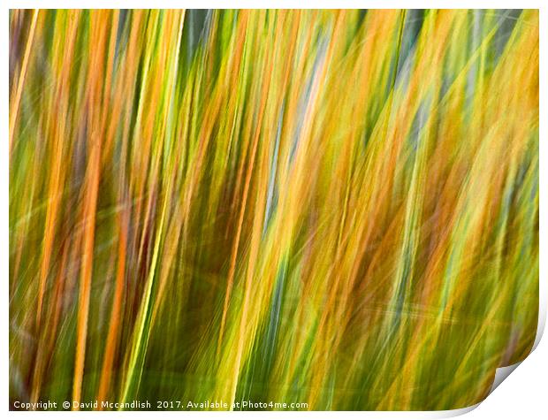 Flax Leaves in the Wind             Print by David Mccandlish