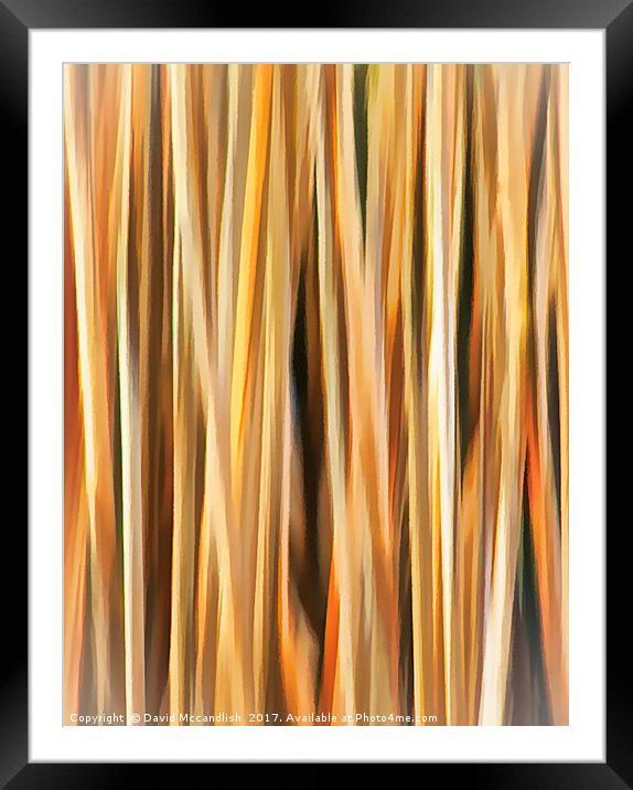 Flax Leaves                     Framed Mounted Print by David Mccandlish