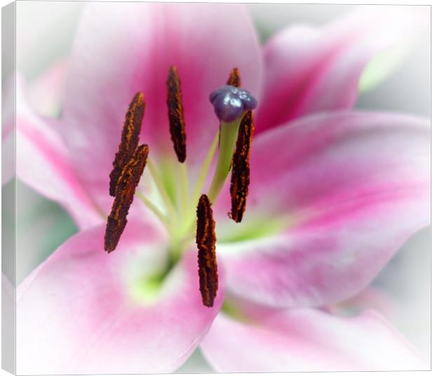   LILY             Canvas Print by Anthony Kellaway