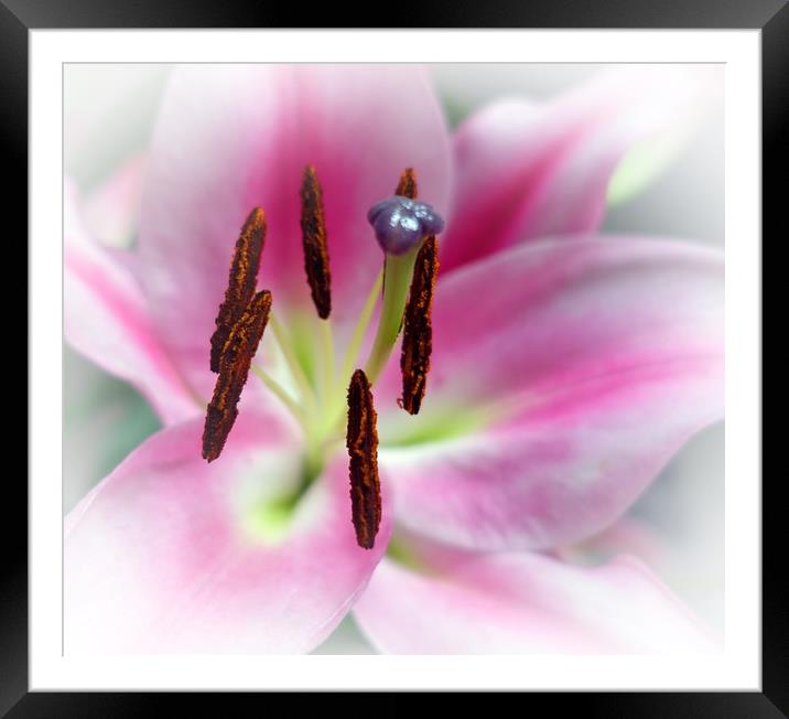   LILY             Framed Mounted Print by Anthony Kellaway