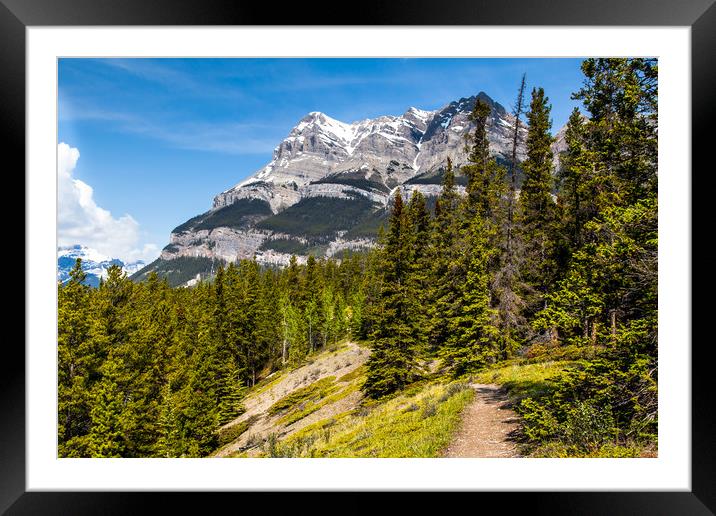 Canadian mountain trail  Framed Mounted Print by David Belcher