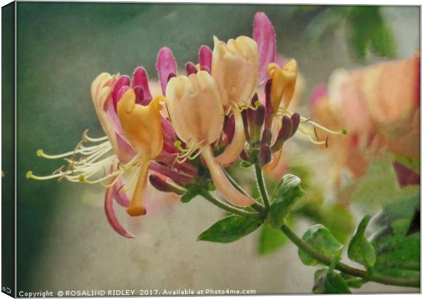 "Antique Honeysuckle" Canvas Print by ROS RIDLEY