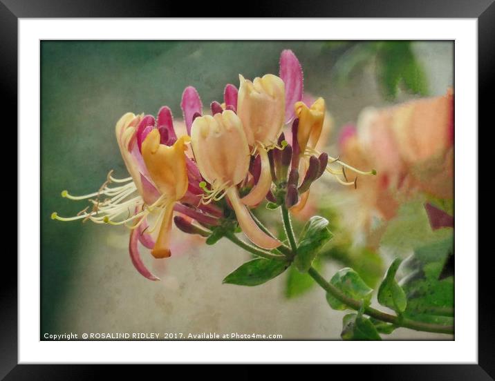 "Antique Honeysuckle" Framed Mounted Print by ROS RIDLEY