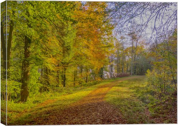 An Autumn Walk in Slebech Wood. Canvas Print by Colin Allen