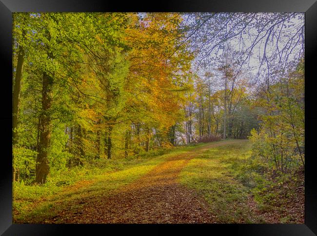 An Autumn Walk in Slebech Wood. Framed Print by Colin Allen
