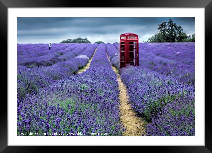 Lavender Fields Framed Mounted Print by Philip Pound