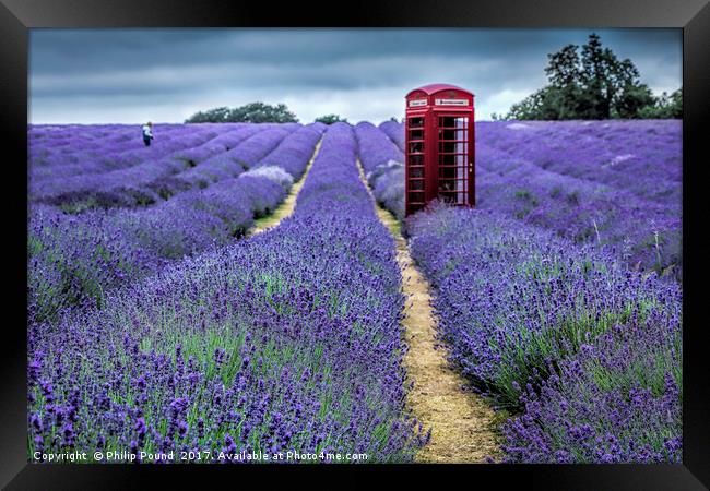 Lavender Fields Framed Print by Philip Pound