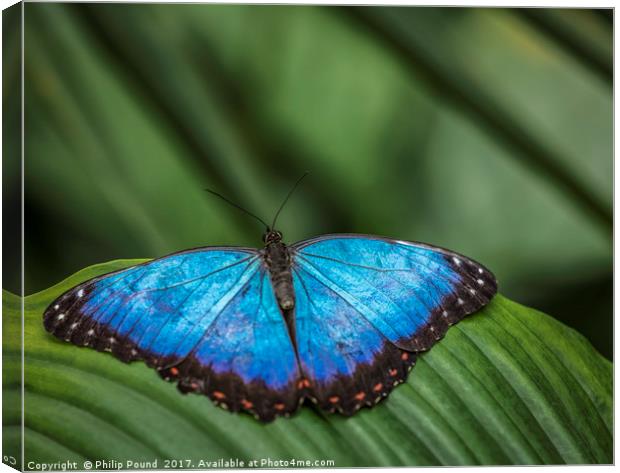 Blue Morpho Butterfly Canvas Print by Philip Pound
