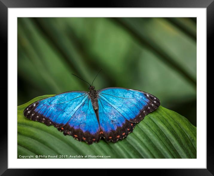 Blue Morpho Butterfly Framed Mounted Print by Philip Pound