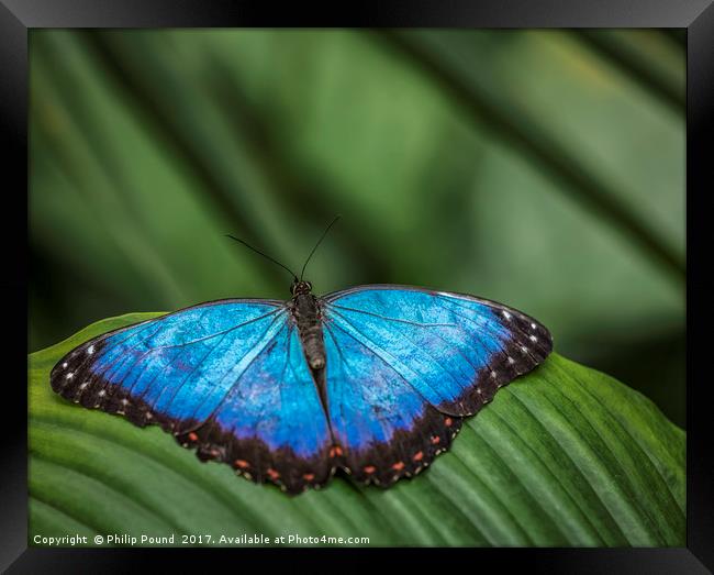 Blue Morpho Butterfly Framed Print by Philip Pound