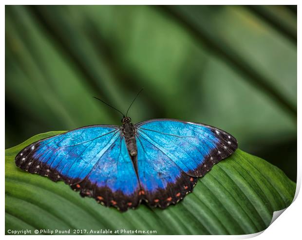 Blue Morpho Butterfly Print by Philip Pound