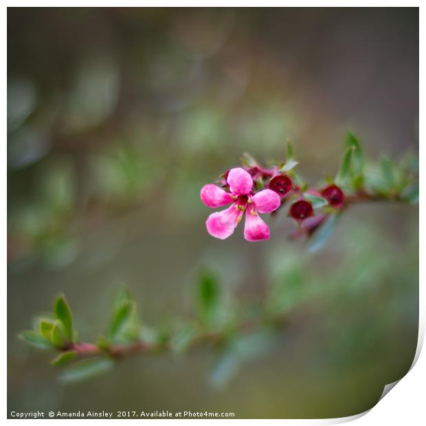 Pink Viburnum Print by AMANDA AINSLEY