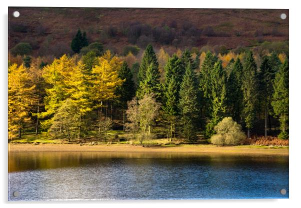 Forest beside Derwent reservoir Acrylic by Andrew Kearton