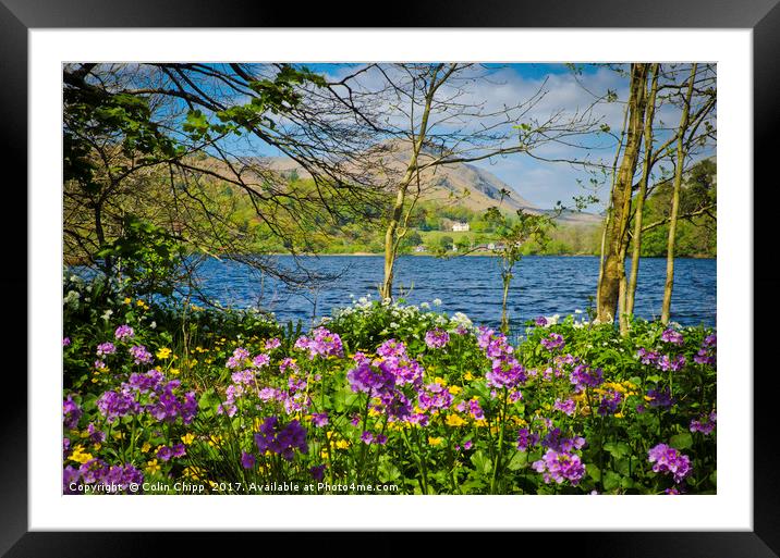 Rydal woodland Framed Mounted Print by Colin Chipp