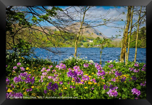 Rydal woodland Framed Print by Colin Chipp