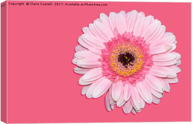 Pretty in pink Canvas Print by Claire Castelli