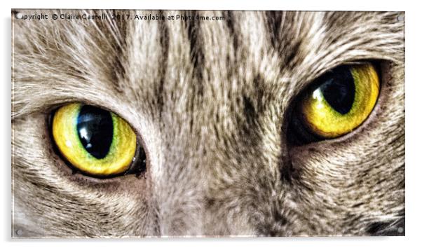 Cats eyes Acrylic by Claire Castelli