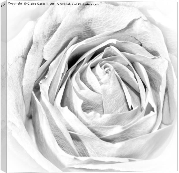 Rose                    Canvas Print by Claire Castelli