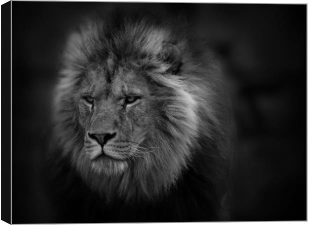 The Lion Canvas Print by Ceri Jones