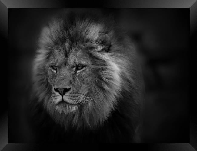 The Lion Framed Print by Ceri Jones
