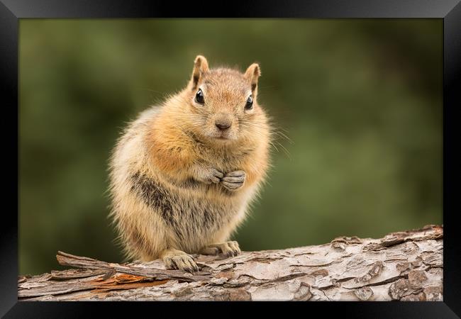 Cute Chipmunk asking Who, Me? Framed Print by Steve Heap