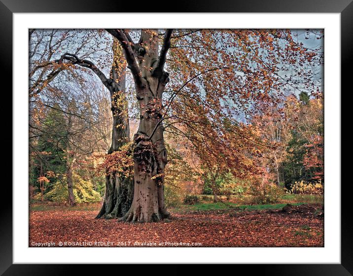 "Evening Light on the Autumn trees" Framed Mounted Print by ROS RIDLEY
