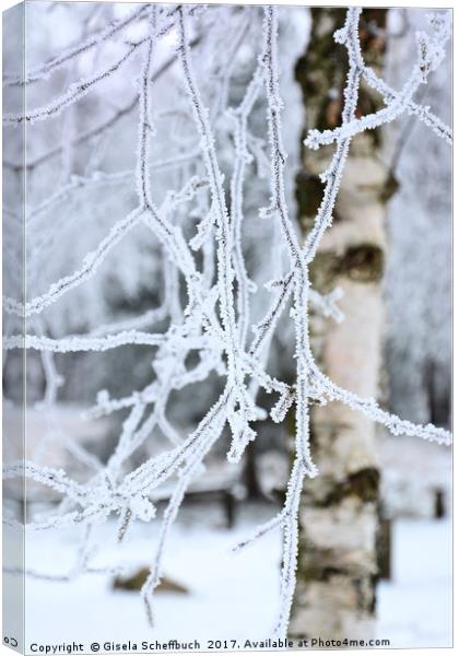 Hoar Frosted Birch Canvas Print by Gisela Scheffbuch