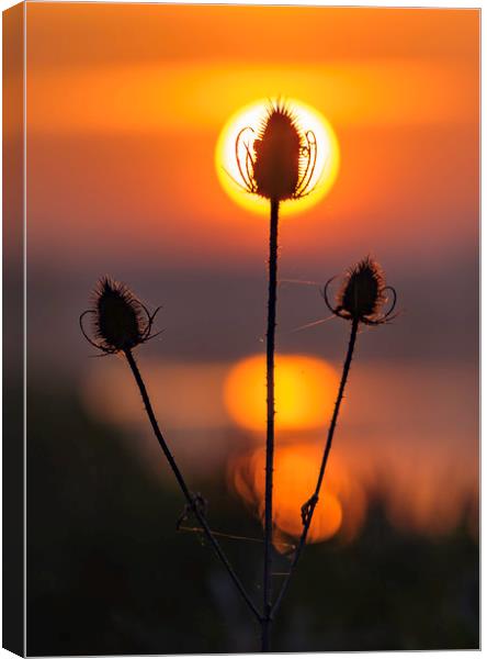 Teasel dawn, River Great Ouse, Ely, Cambridgeshire Canvas Print by Andrew Sharpe