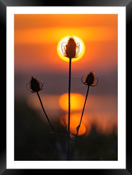 Teasel dawn, River Great Ouse, Ely, Cambridgeshire Framed Mounted Print by Andrew Sharpe