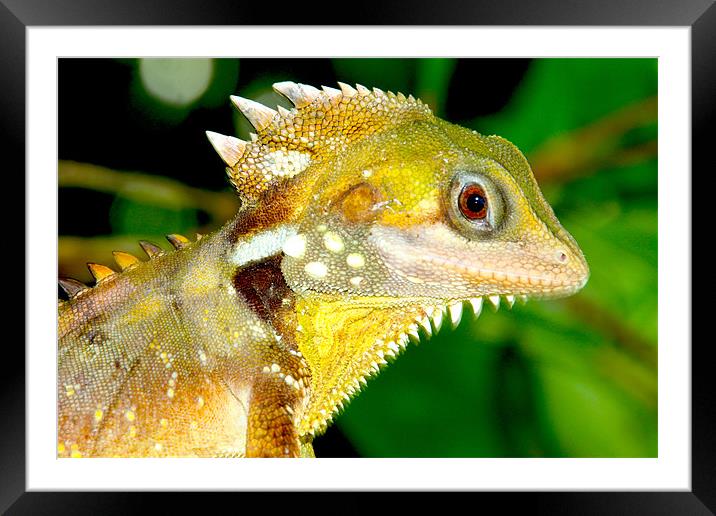 Australian Water Dragon Framed Mounted Print by peter tachauer