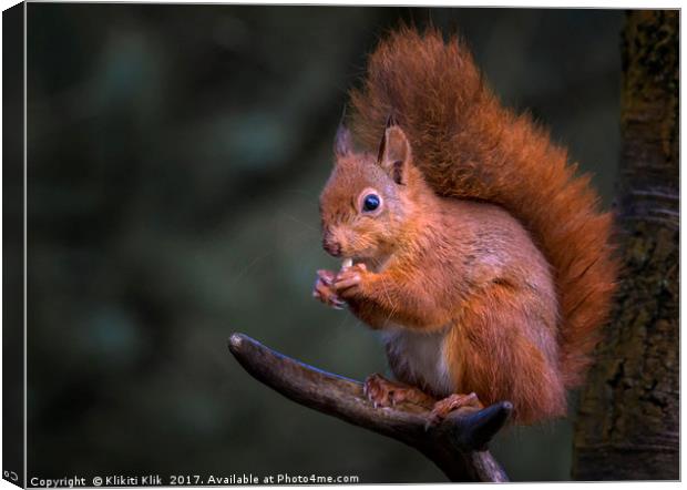 Red Squirrel Canvas Print by Angela H