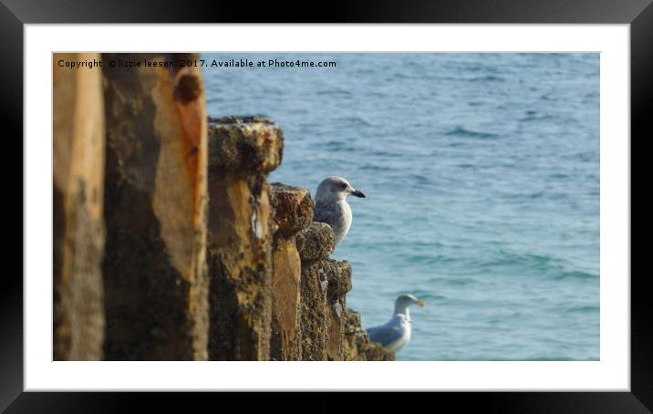 Gull on a Groyne Framed Mounted Print by lizzie leeson