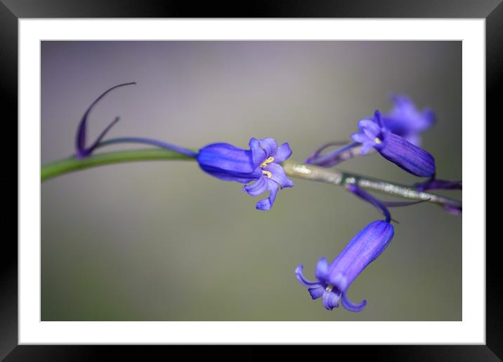 Bluebell  Framed Mounted Print by chris smith