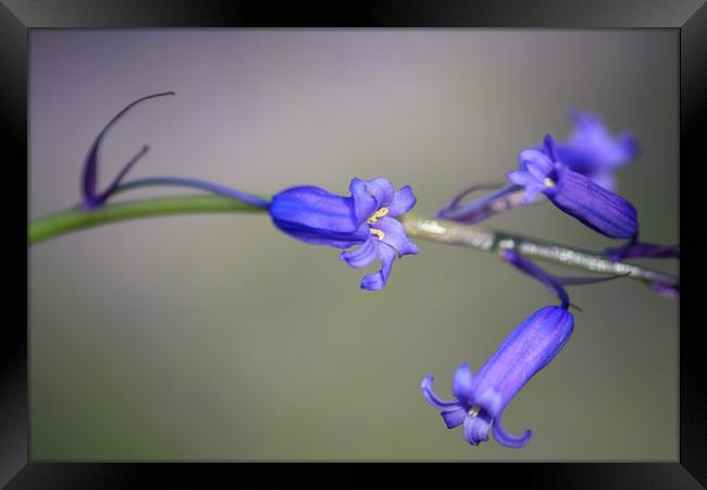 Bluebell  Framed Print by chris smith