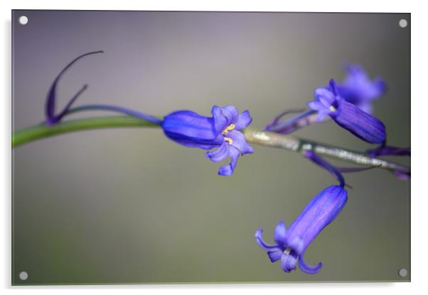 Bluebell  Acrylic by chris smith