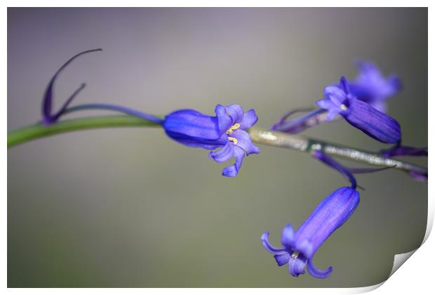 Bluebell  Print by chris smith